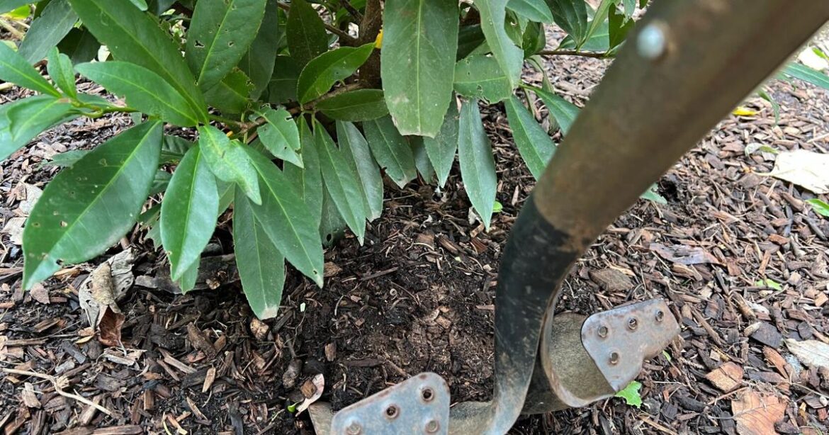 Transplanting shrubs: Timing and technique for a thriving garden | Transplanting shrubs: Timing and technique for a thriving garden |