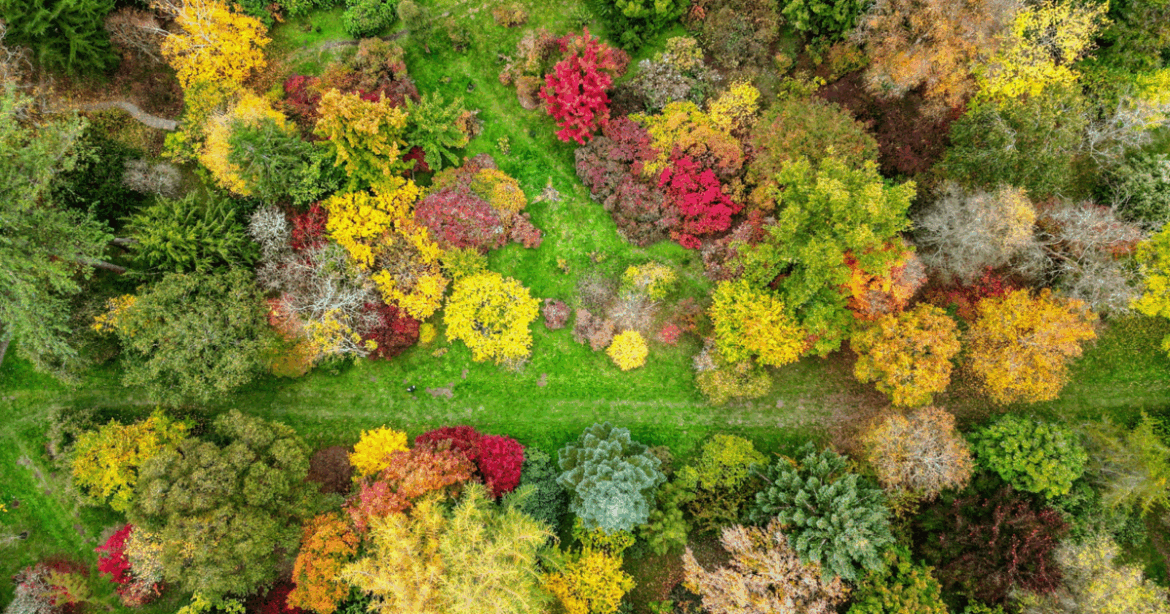 Gardens explode with stunning autumnal colors after long, hot summer | News Gardens explode with stunning autumnal colors after long, hot summer | News