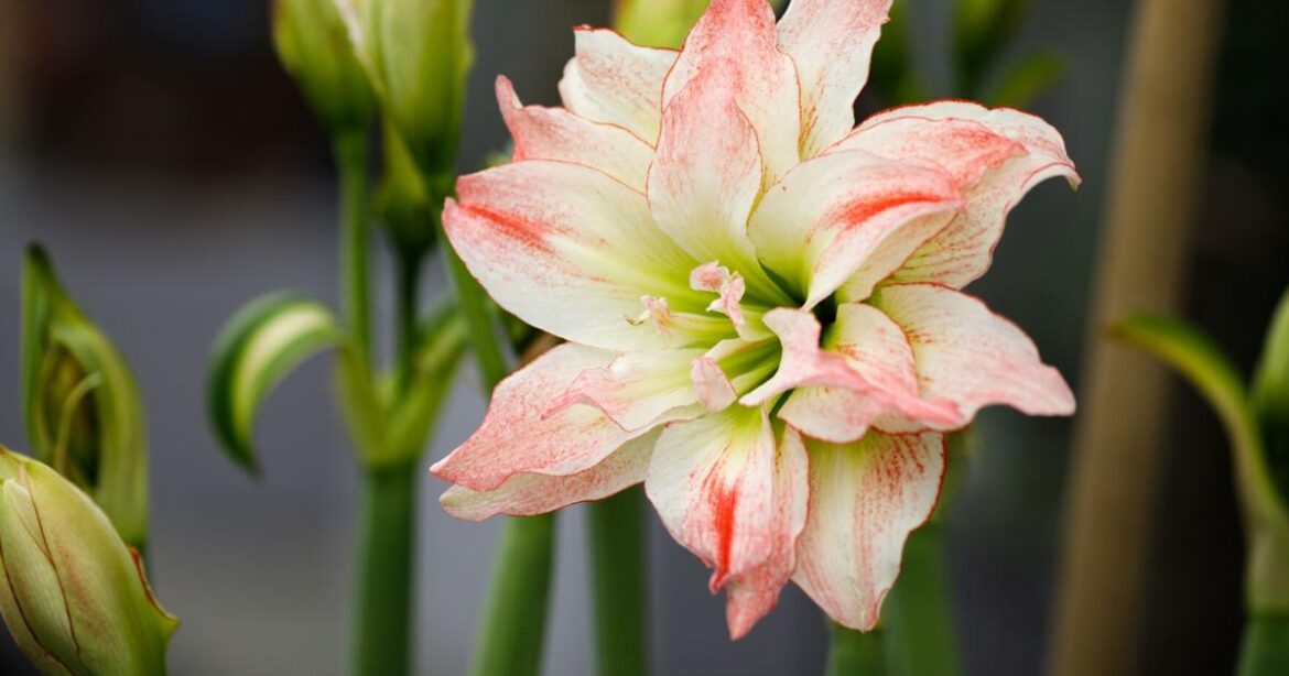 HOME AND GARDEN: Fight the Winter Blues with Double Amaryllis | Premium Plus HOME AND GARDEN: Fight the Winter Blues with Double Amaryllis | Premium Plus