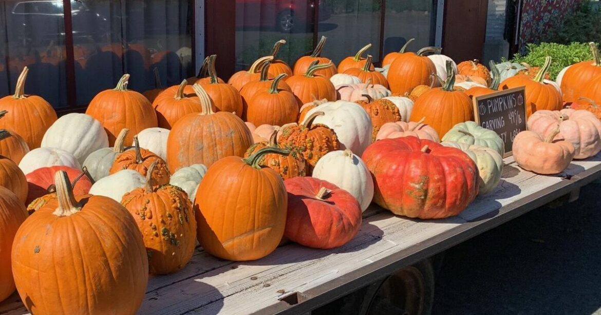Yakima County Master Gardeners: Tips for planting pumpkins to enjoy next year’s autumn fun | Home And Garden Yakima County Master Gardeners: Tips for planting pumpkins to enjoy next year’s autumn fun | Home And Garden