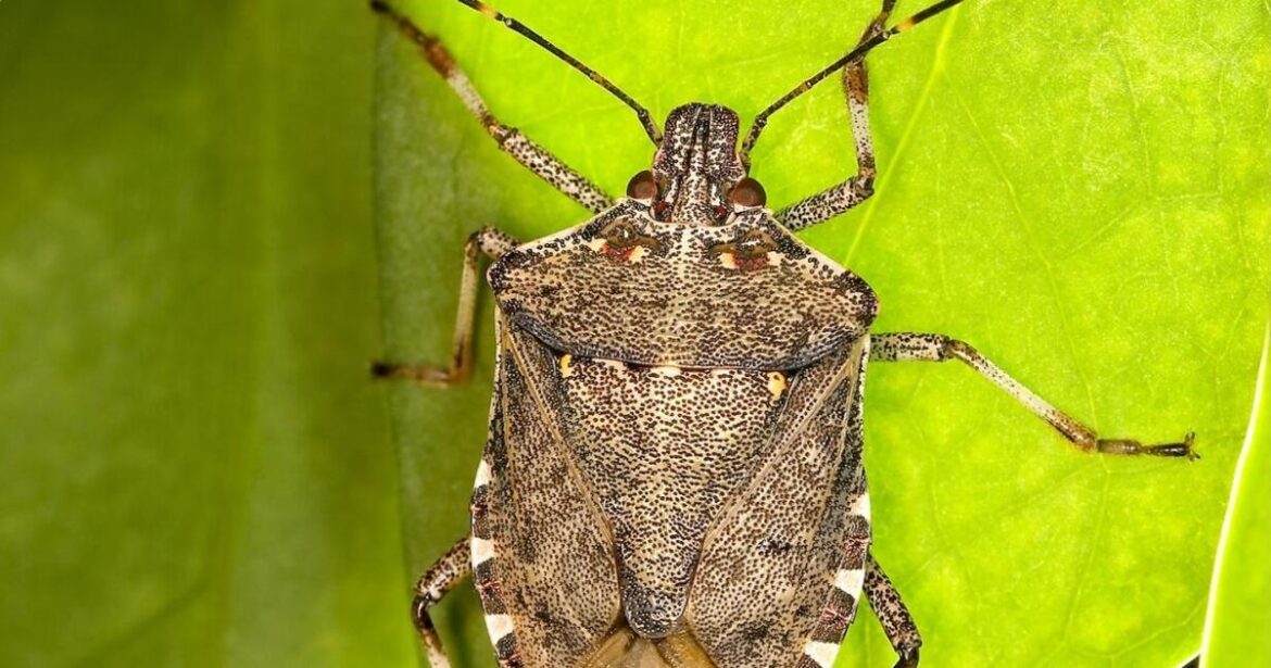 Ask a Master Gardener: What do I need to know about stink bugs? | Farm and Garden Ask a Master Gardener: What do I need to know about stink bugs? | Farm and Garden