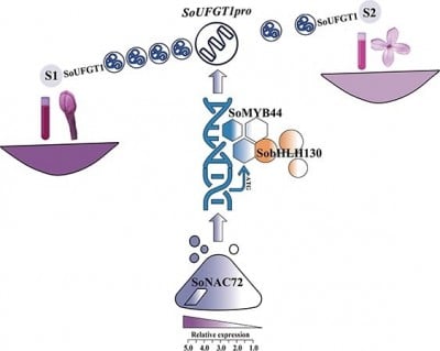 New genetic trio uncovered behind lilac flower color fading New genetic trio uncovered behind lilac flower color fading