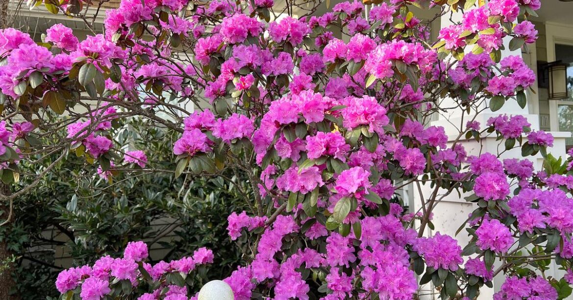 Transplanting shrubs: Timing and technique for a thriving garden | Lifestyles Transplanting shrubs: Timing and technique for a thriving garden | Lifestyles