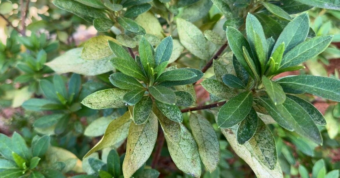Azalea leaf damage likely caused by lace bugs | Johnette’s Garden Club Azalea leaf damage likely caused by lace bugs | Johnette’s Garden Club
