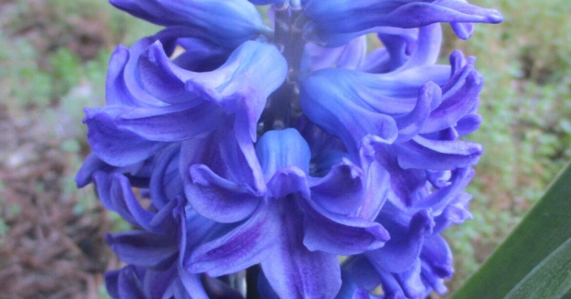 Bulbs for spring start now | Tony Tomeo | Home & Garden Bulbs for spring start now | Tony Tomeo | Home & Garden
