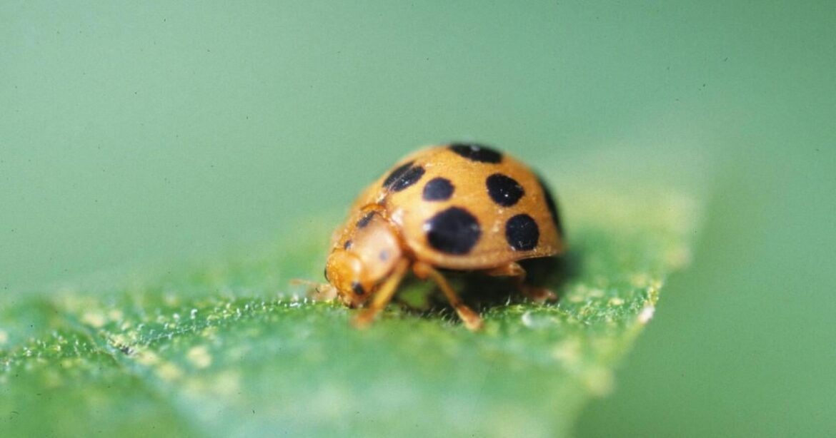 From errant birdseed to mint mishaps, gardening can be as scary as any Halloween night | News