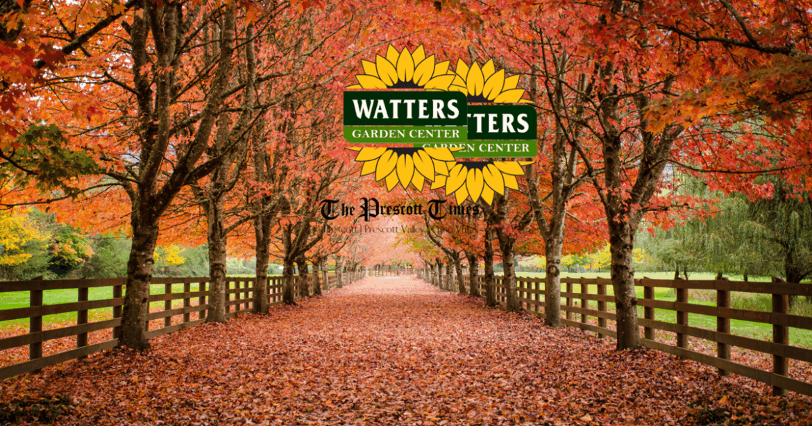 Transform Your Garden for Fall: Watters Garden Center Shares Expert Tips for a Colorful Autumn Landscape | Prescott Valley Times local news Transform Your Garden for Fall: Watters Garden Center Shares Expert Tips for a Colorful Autumn Landscape | Prescott Valley Times local news