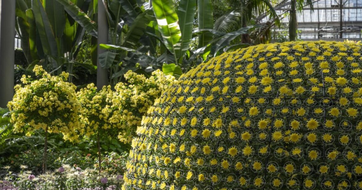 A look at the 2025 Longwood Gardens Chrysanthemum Festival | Home & Garden A look at the 2025 Longwood Gardens Chrysanthemum Festival | Home & Garden