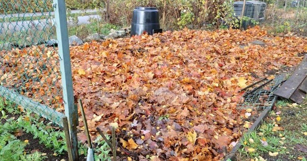 Ask a Master Gardener: How do I ‘put my garden to bed’ for the winter? | Farm and Garden Ask a Master Gardener: How do I 'put my garden to bed' for the winter? | Farm and Garden