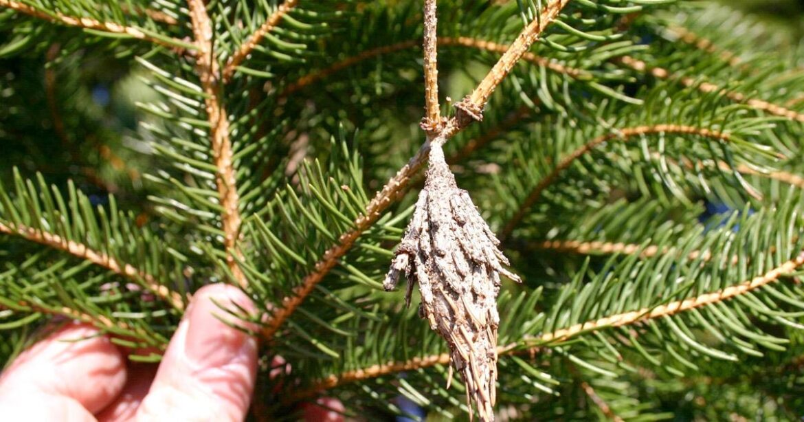 From errant birdseed to mint mishaps, gardening can be as scary as any Halloween night | Lifestyles
