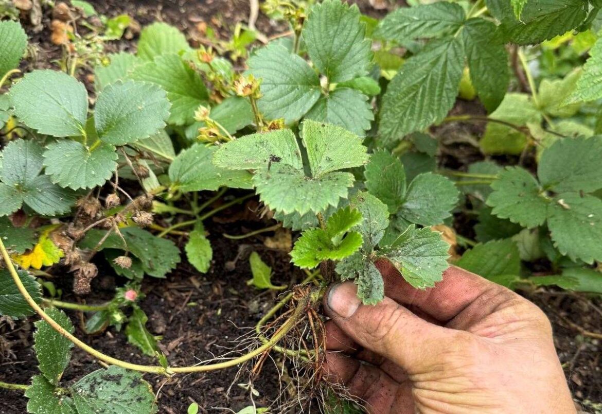 ‘Saving seeds gives a sense of connection,’ says gardener Jamie Marsh ‘Saving seeds gives a sense of connection,’ says gardener Jamie Marsh