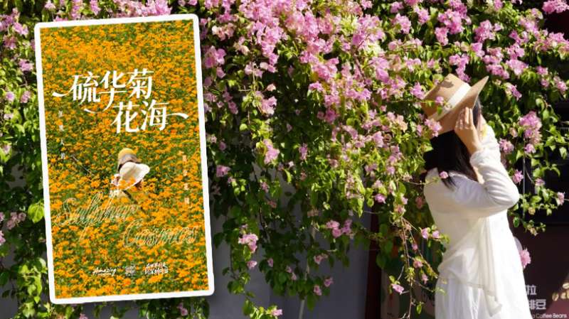 Two Shenzhen flower fields in full bloom Two Shenzhen flower fields in full bloom