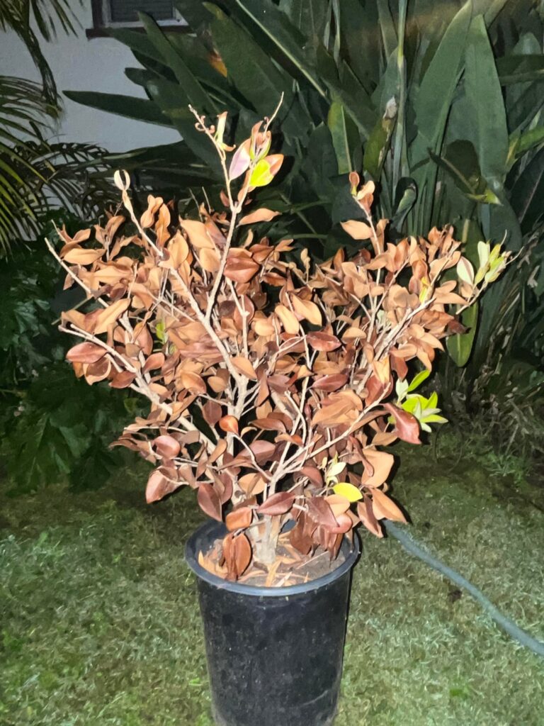 Thrown away and still obviously alive 🥲 what is this little shrub?