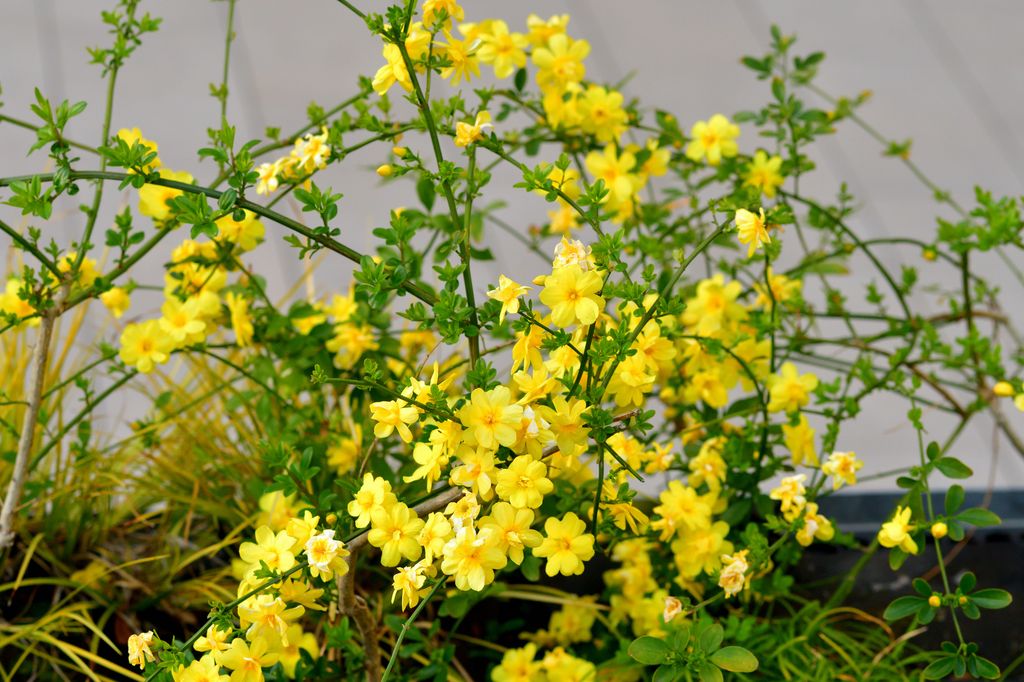 Jasminum nudiflorum, commonly called winter jasmine, is a trailing, viny shrub that grows from a central crown. As a shrub, it typically grows in a sprawling mound to 4â tall with arching branches, and spreads by trailing branches. As a vine, it typically grows to 10-15â. Willowy green stems are attractive in winter.