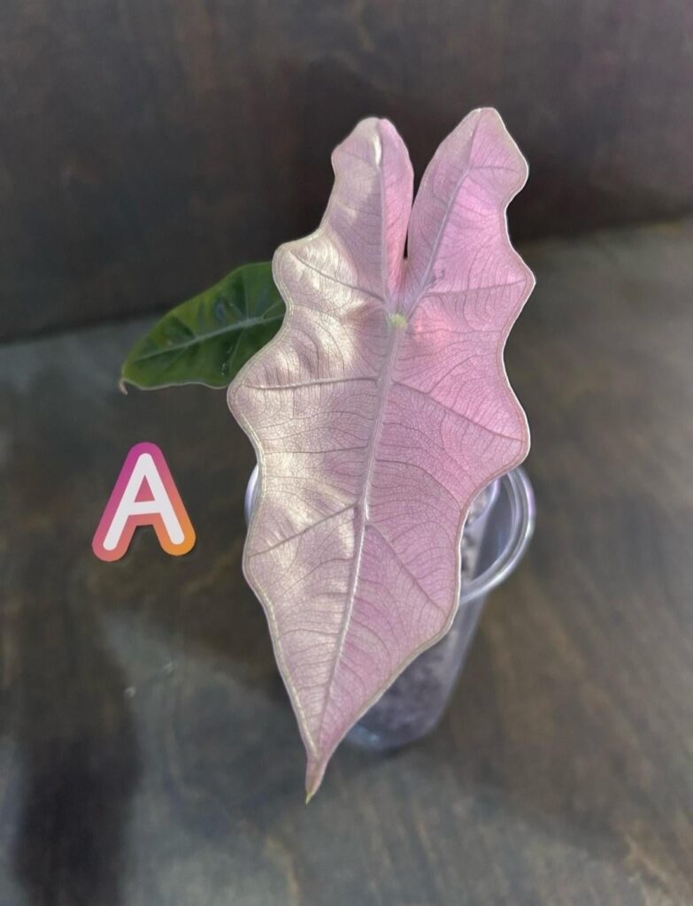 Alocasia Psuedo Sanderiana Pink Alocasia Psuedo Sanderiana Pink