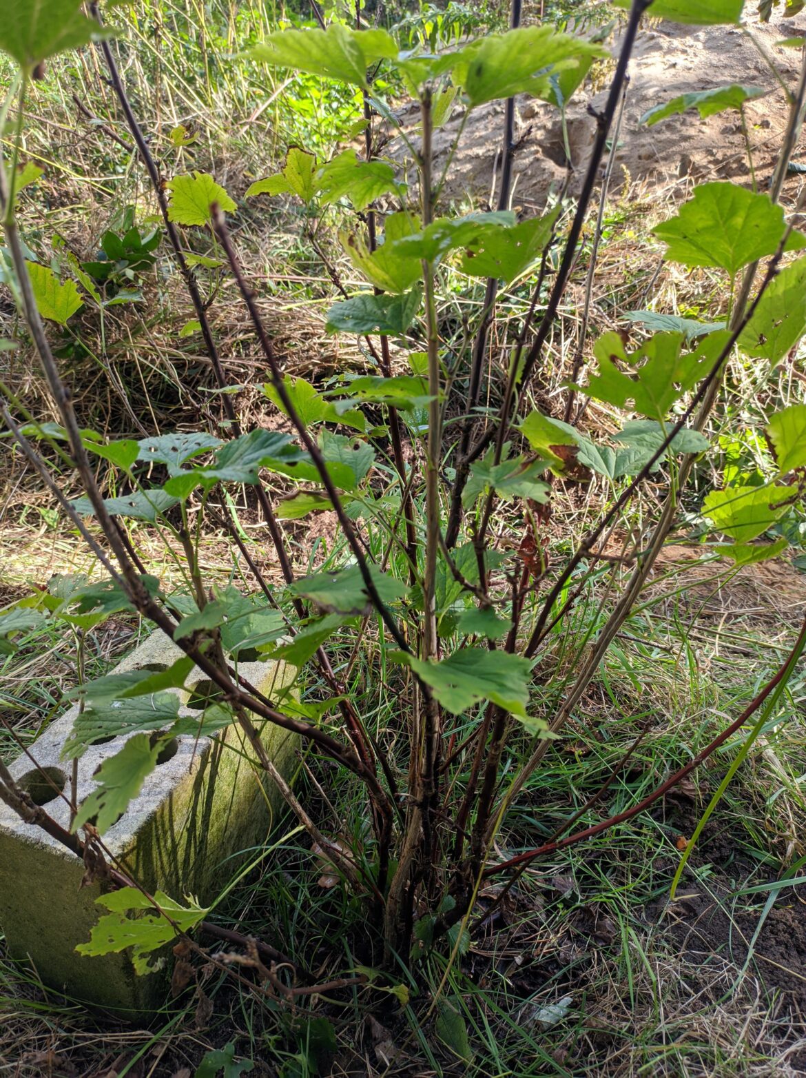 Which of the white currant branches can I propagate and how?