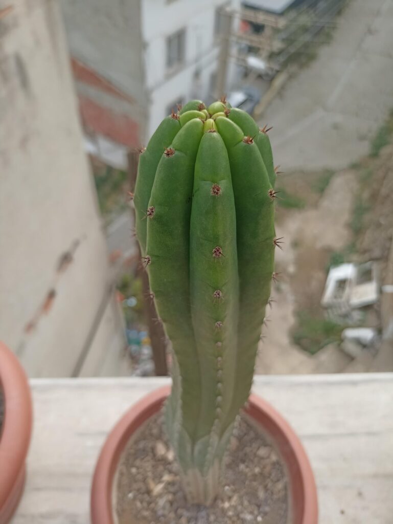 Is my boys predominant cultivar?