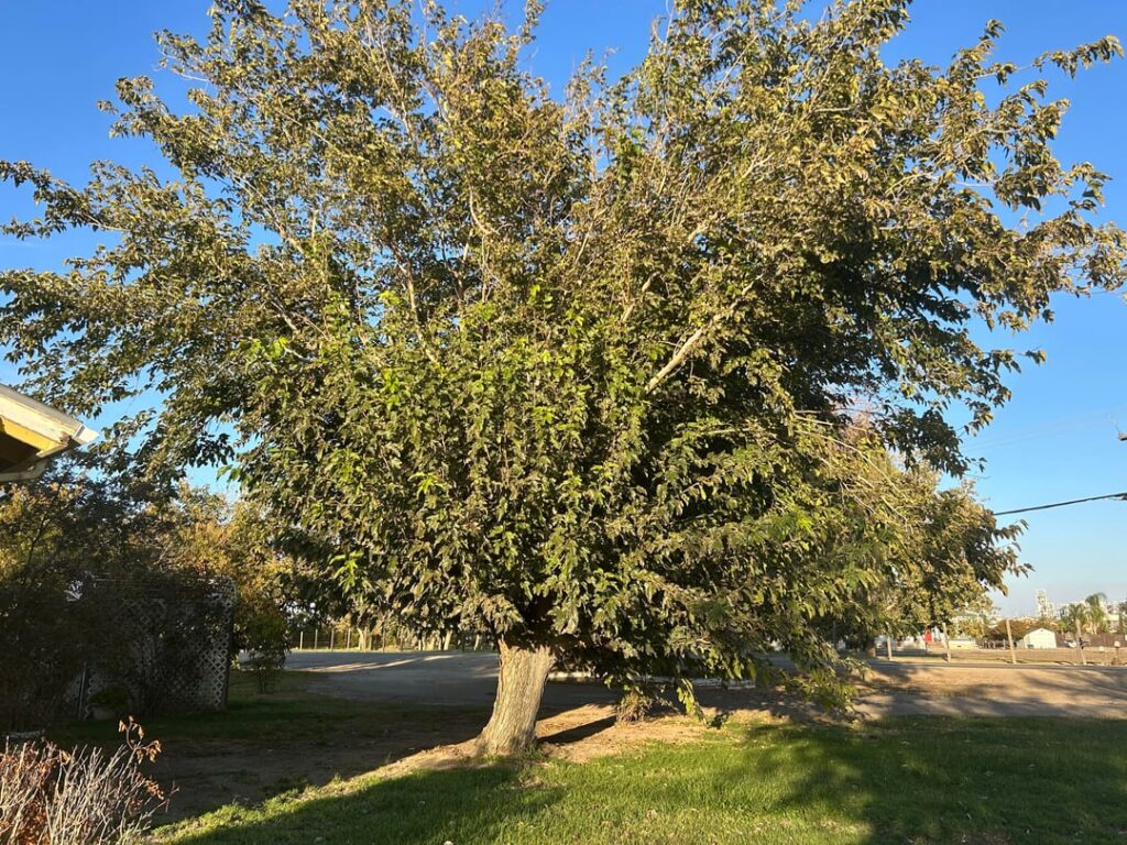 Should I keep or cut down