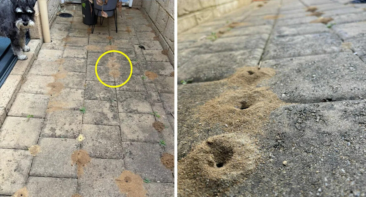 Holes erupting on woman's patio highlights common garden mistake: 'Try to avoid them'