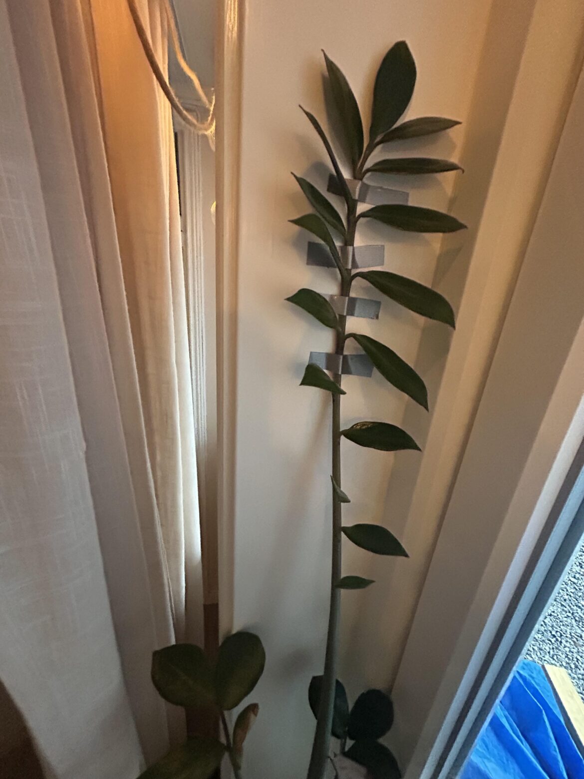 Will this kill my plant 😅