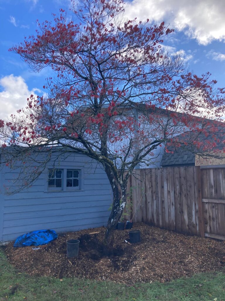Can I save this dogwood? Can I save this dogwood?