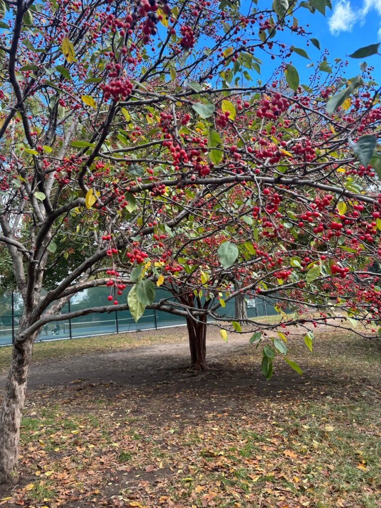 in new york city, what are these berries, and are they poisonous?
