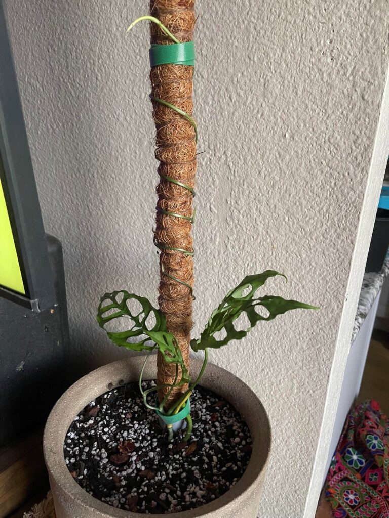 I’m addicted to the beauty of all the varieties. Can I be in the cool kids club now?