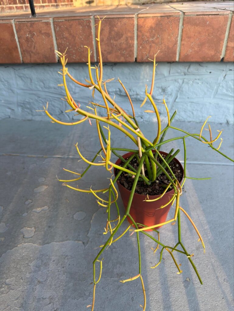 I’m Almost Afraid to Ask, Do I have a Dying Cactus on my Hands? How can I revive it?