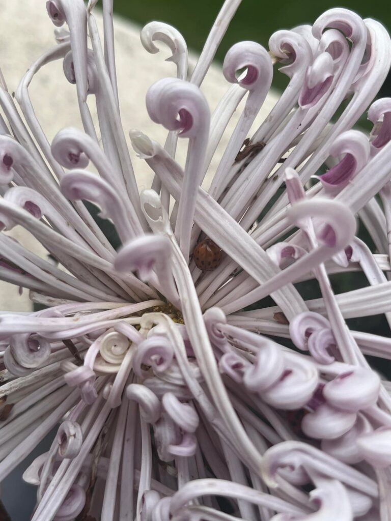 Ladybugs in my flowers!
