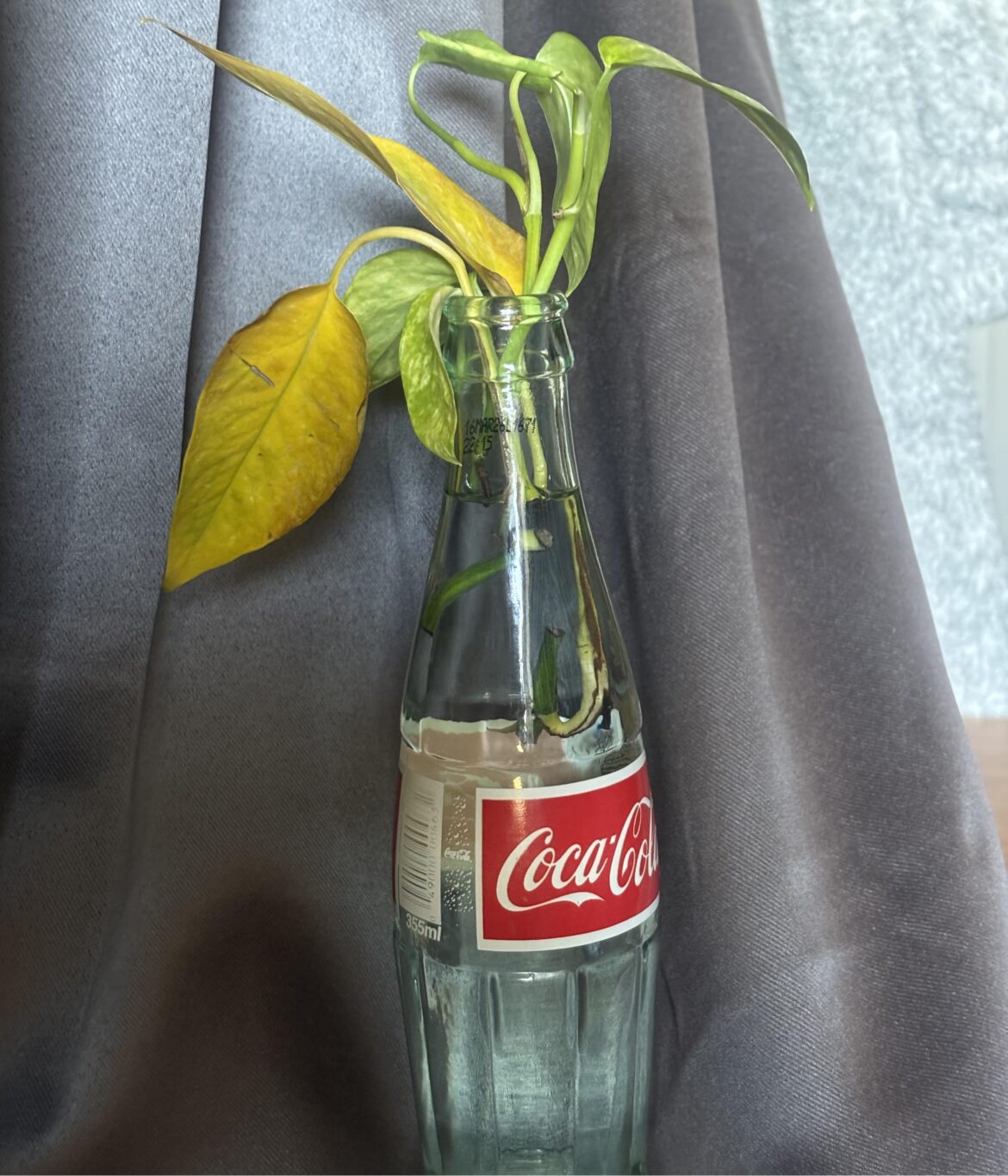 what’s wrong with my plant ☹️ what’s wrong with my plant ☹️