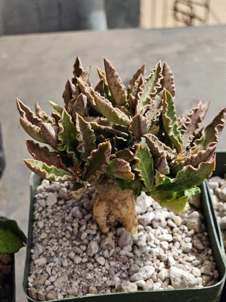 Potted up thos lil fella.