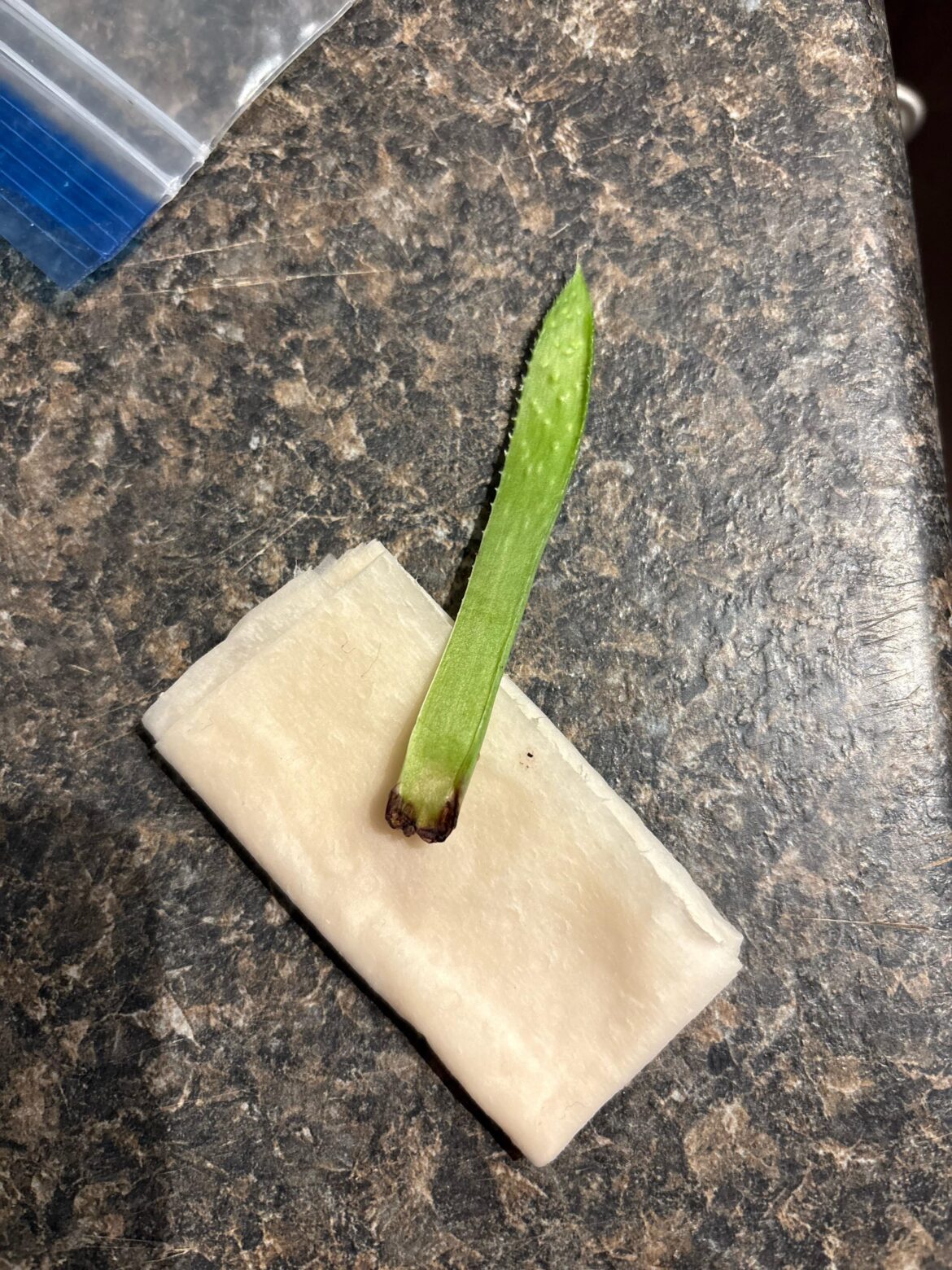 What happened to my succulent? What happened to my succulent?