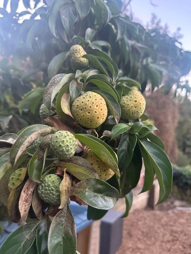 What is this?