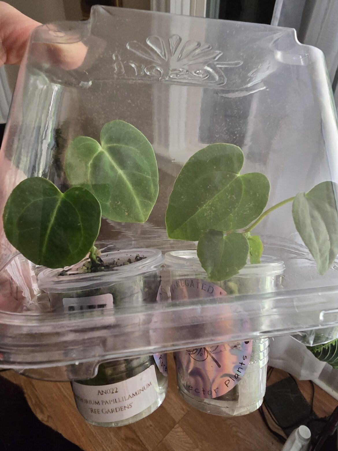 Recently got this “pure” Anthirium Papi Ree Gardens Recently got this "pure" Anthirium Papi Ree Gardens