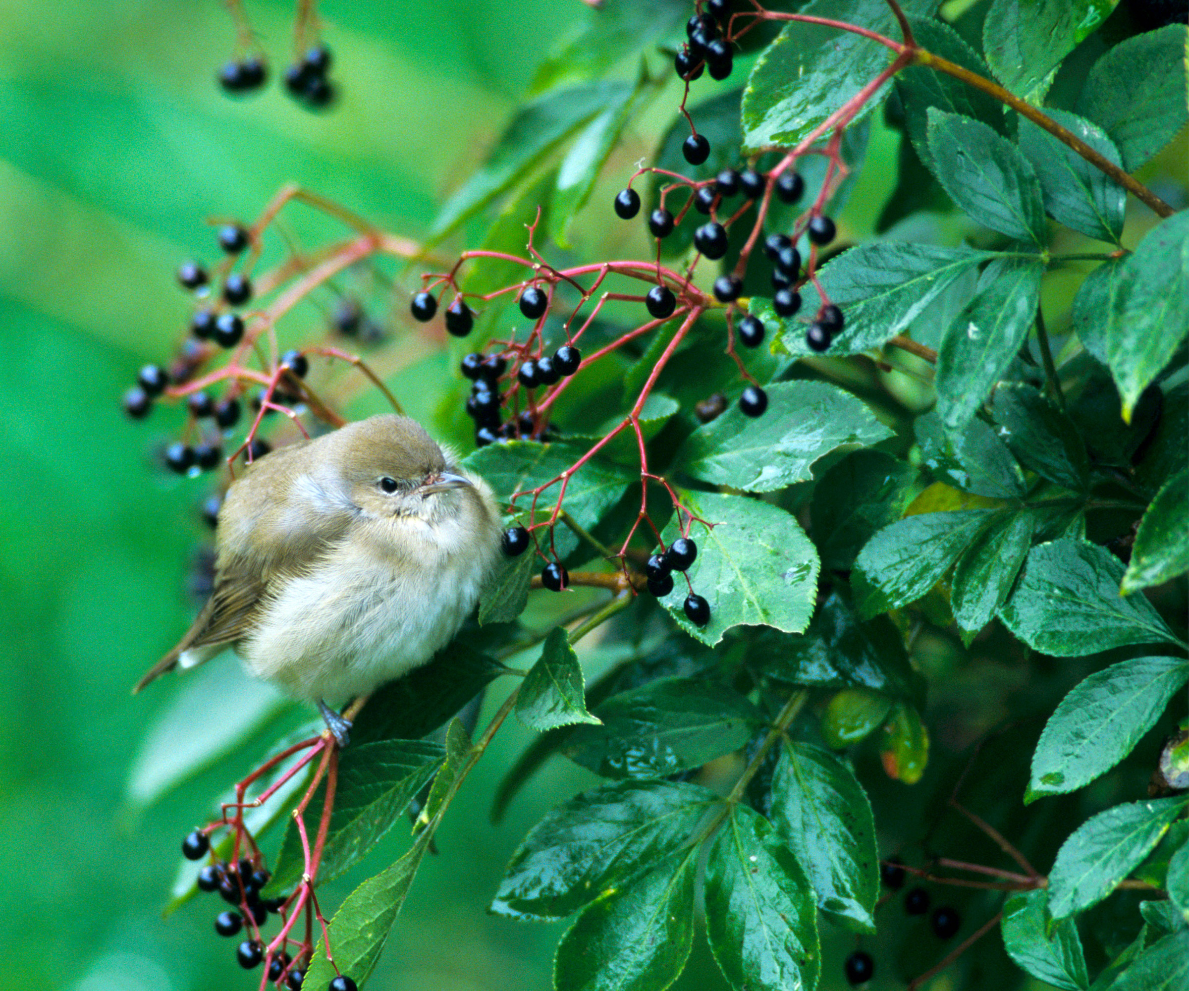 elder berries being nibbled by a garden warbler ahead of self-seeding