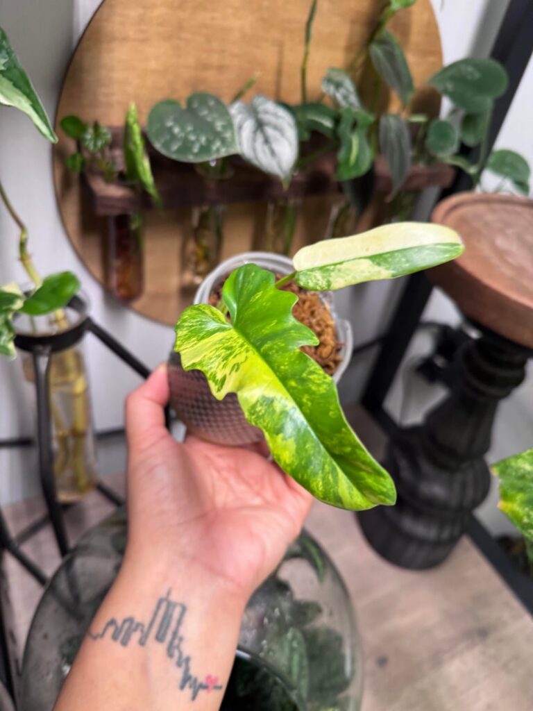 Florida beauty x Mayoi?