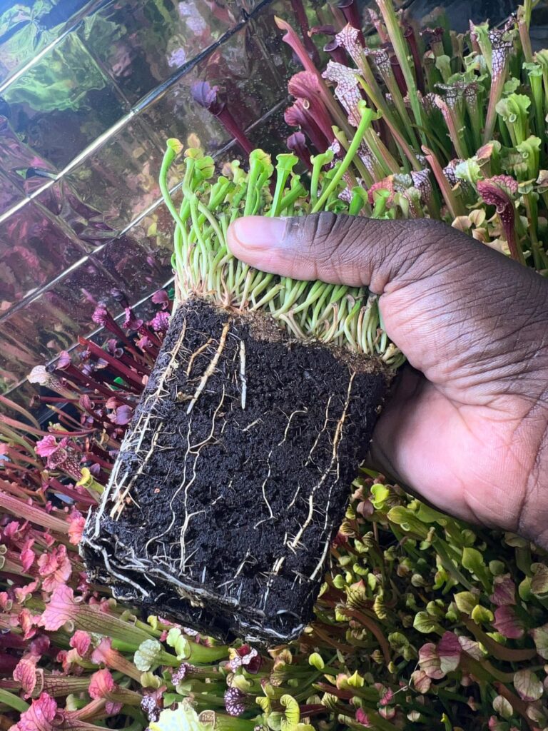 Varying water table does the body good. Got roots? 8 month old seedlings