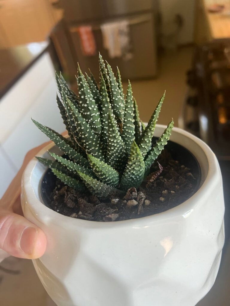 Is either of the two little ones the same variety as the larger 1st one? Would like to pot them together if so because I’m low on plant space lol