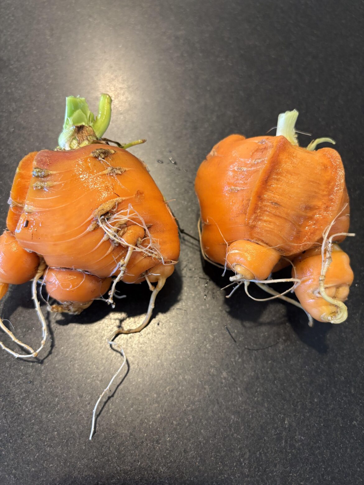 What Happened to My Carrots? What Happened to My Carrots?