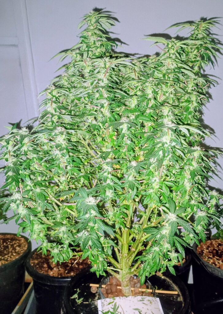 GSC and Wedding Cake, Aeroponics, day 33 in flower. Medium defoliation in grow then heavy 1st and 4th week in flower. Rock flower juice to control growth and add weight 1 week before flowering and 1st week in flower.