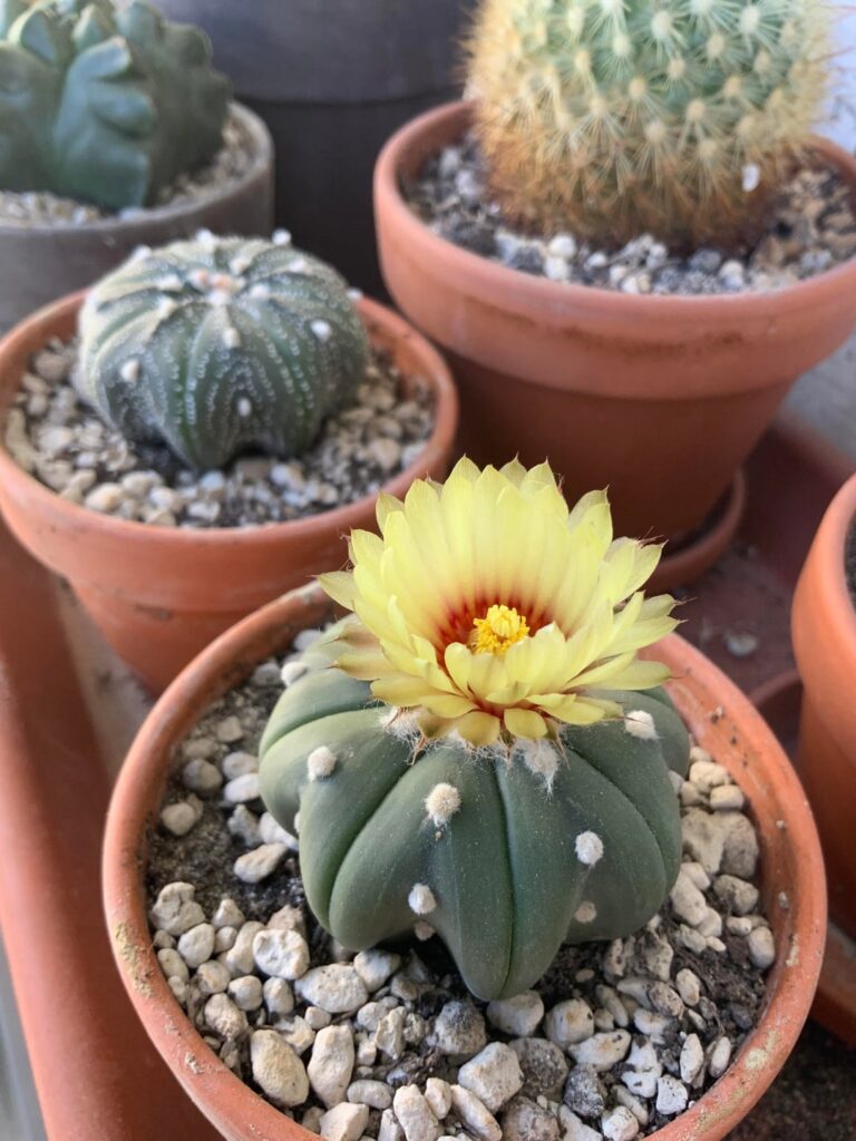 Unexpected late blooming