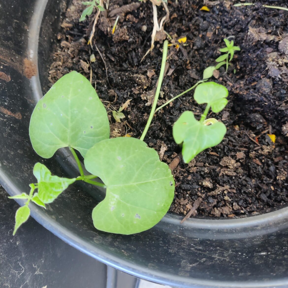 Help to identify plant