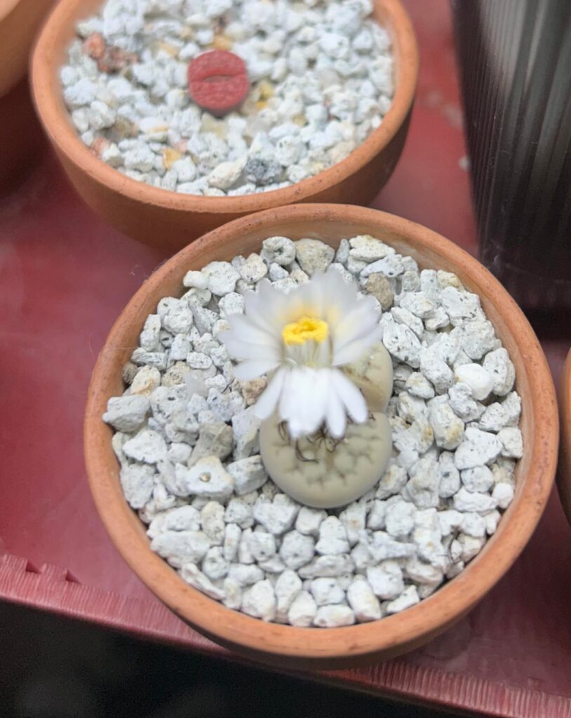 Second bloom since July