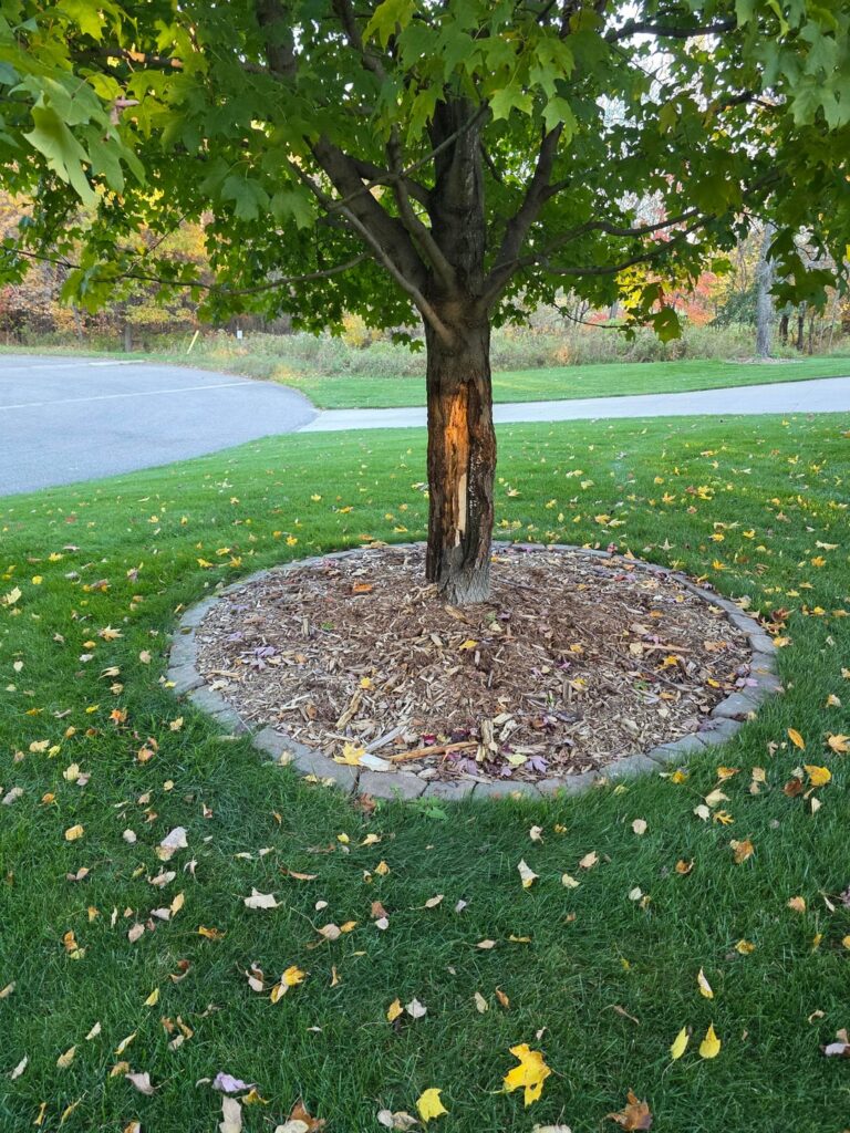 Sugar Maple Trunk Damage. Can it recover?