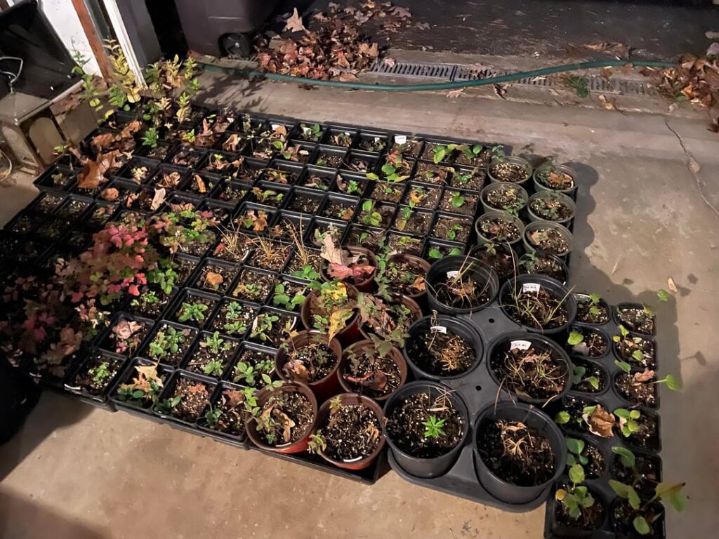 What do you do with your potted plants over winter?