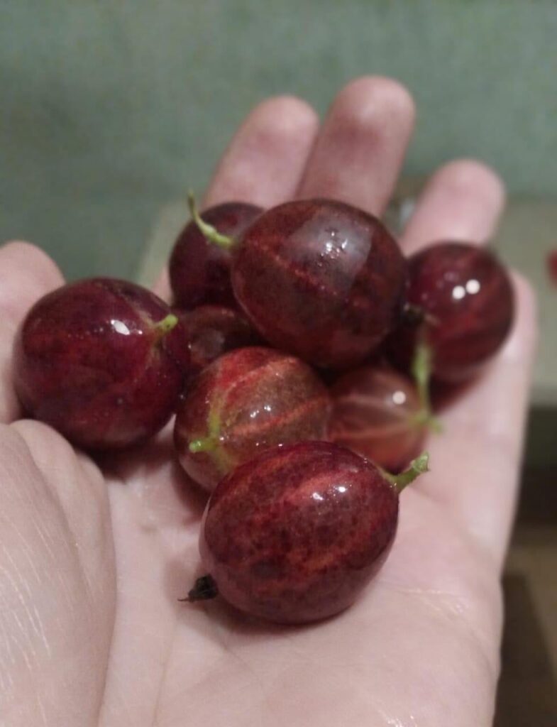 Red Gooseberry