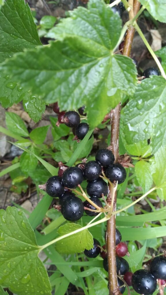 Black currant