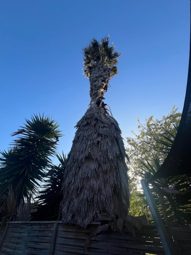 Don’t know much about trees. What can I say to my neighbour about this? I want to suggest how they can maintain their tree. Surely this is crazy.