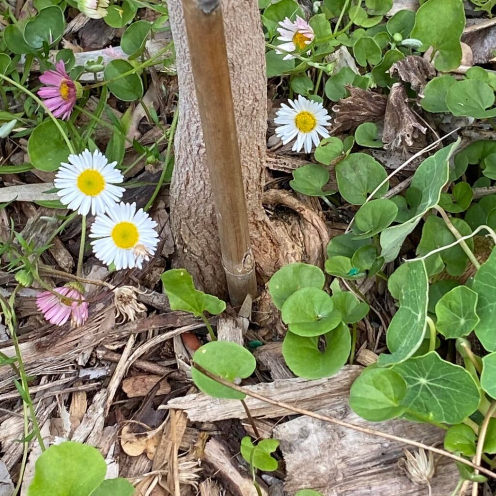 Would love advice on my Agonis flexuosa, which has a bamboo stake that the tree seems to have grown around