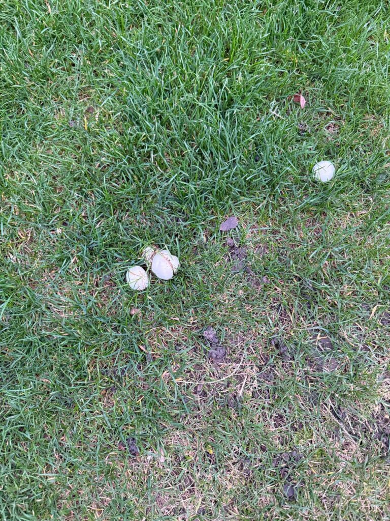 Miffed about these mushrooms in my garden.
